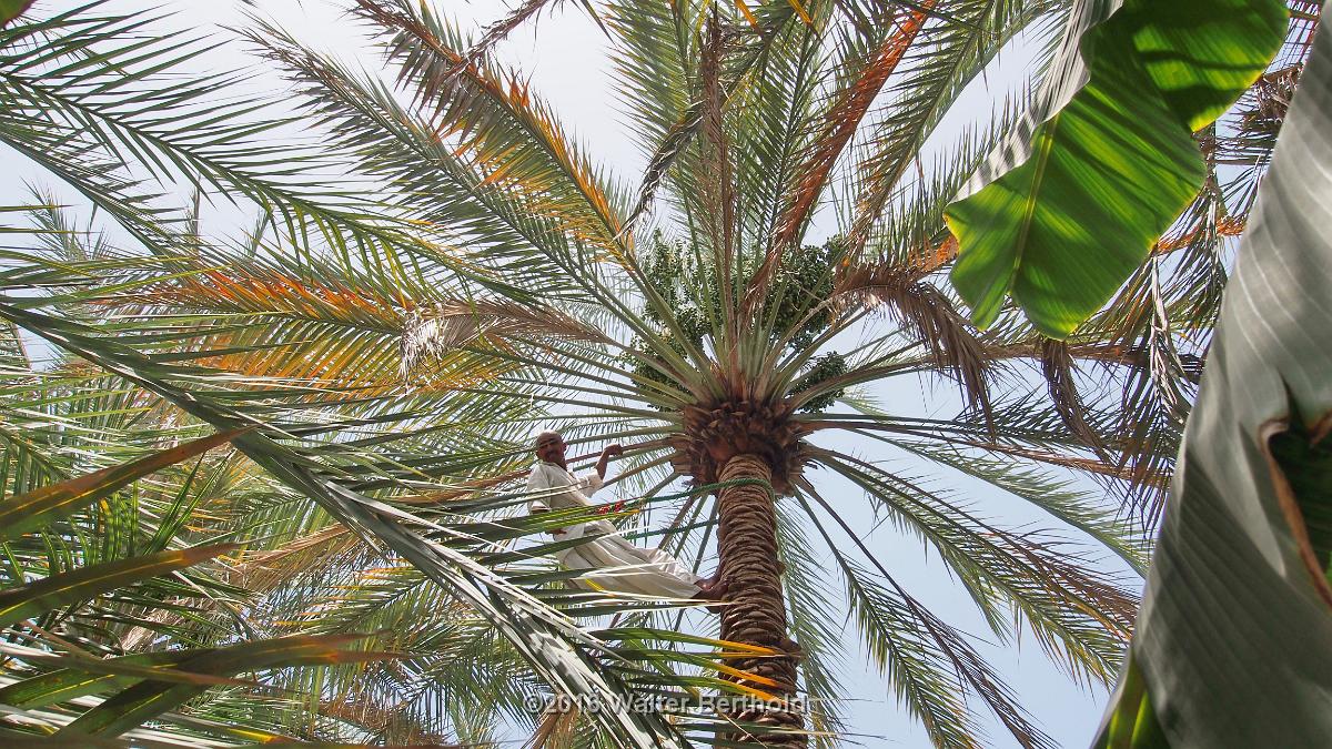 Abu Dhabi 2016 309