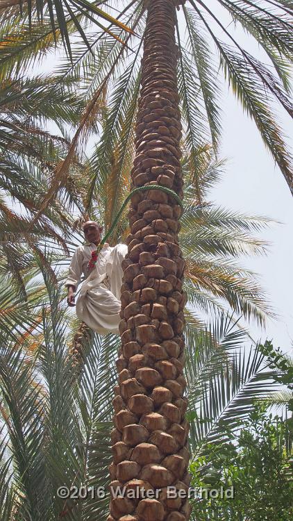 Abu Dhabi 2016 311