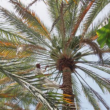 Abu Dhabi 2016
