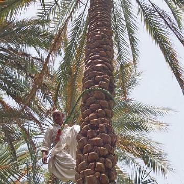 Abu Dhabi 2016