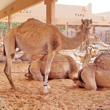 Abu Dhabi 2016