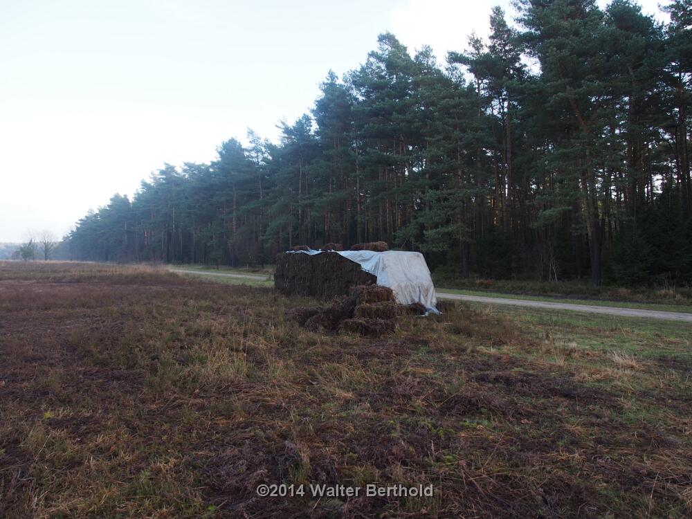 Advent 2014 46