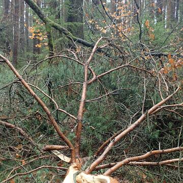 Adventswanderung 2016