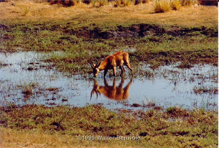 Afrika 1996 003