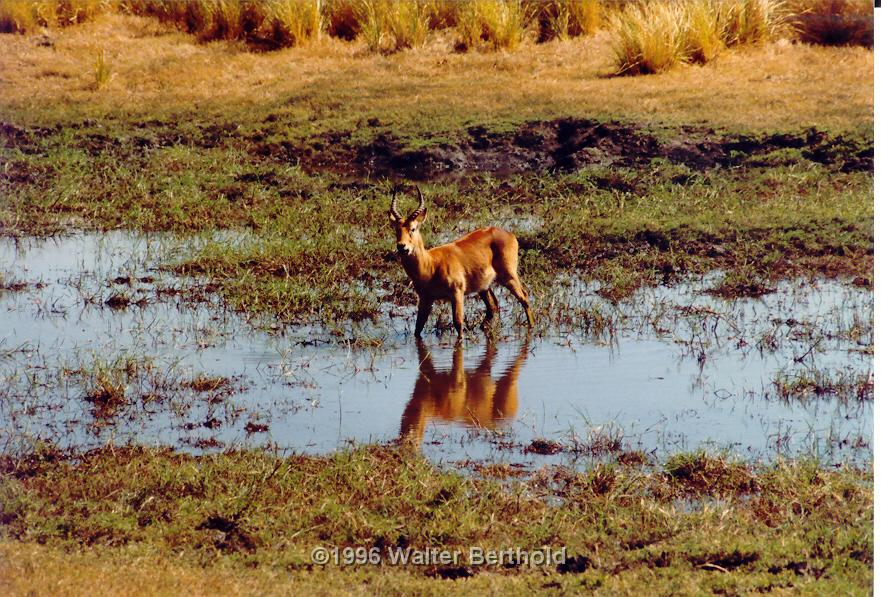 Afrika 1996 004