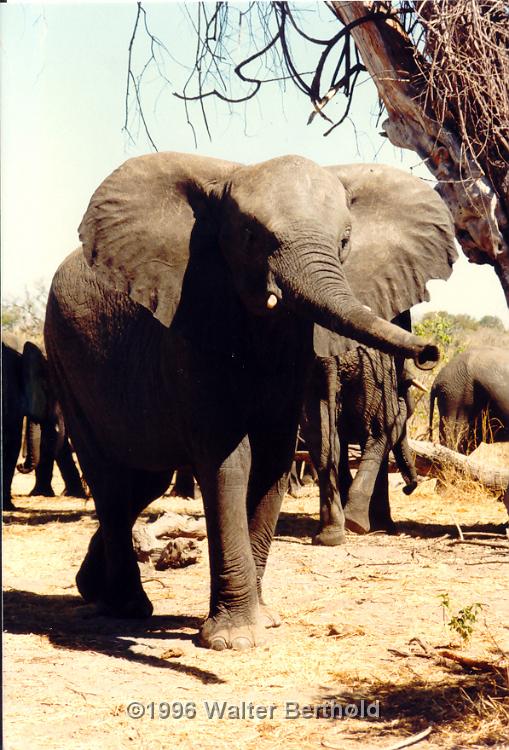 Afrika 1996 007