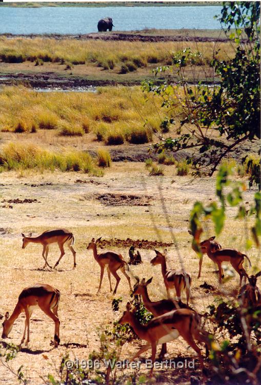 Afrika 1996 033