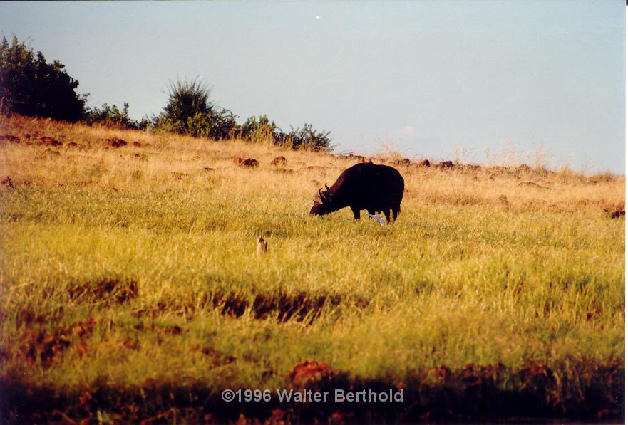 Afrika 1996 041