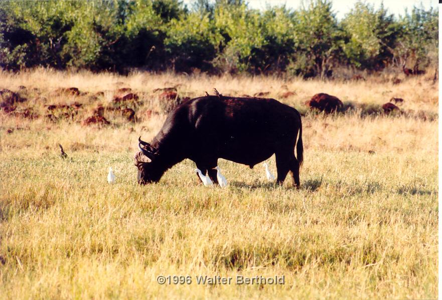 Afrika 1996 042