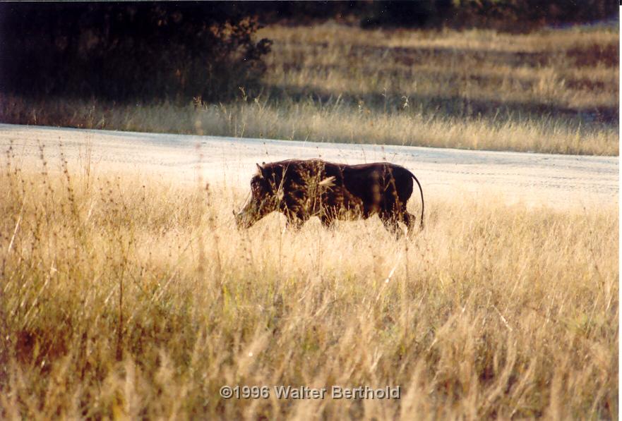 Afrika 1996 046