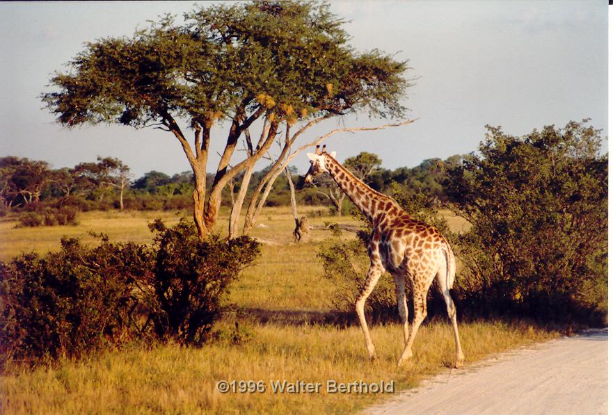 Afrika 1996 061