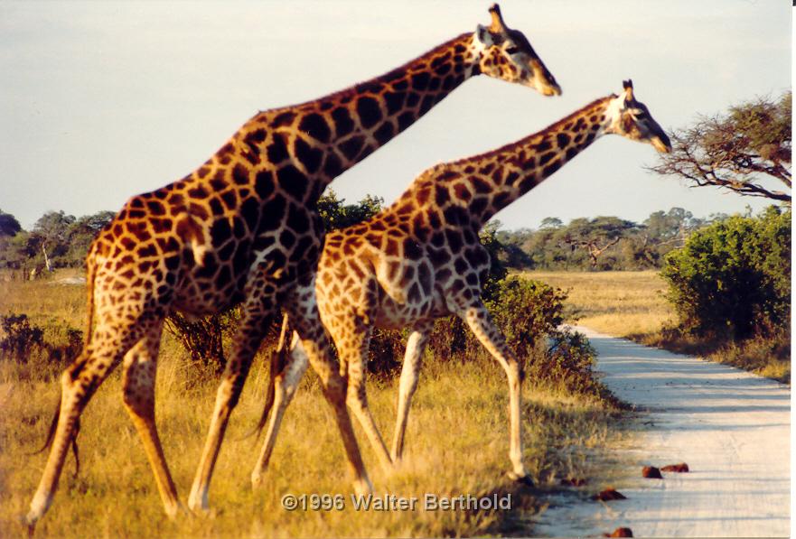 Afrika 1996 068