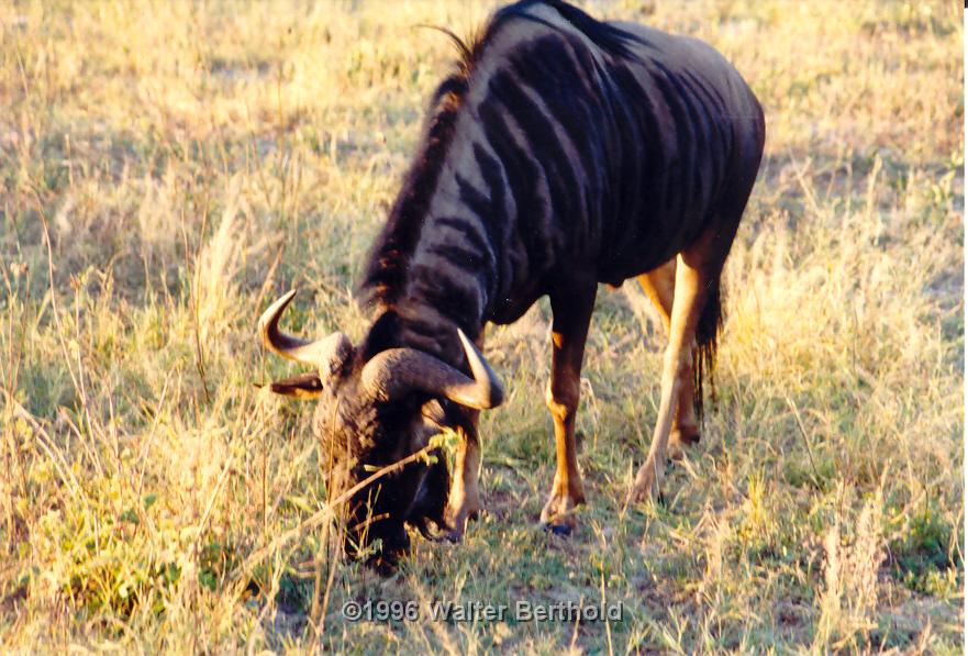 Afrika 1996 070