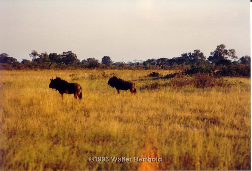 Afrika 1996 071