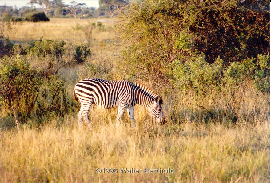 Afrika 1996 072