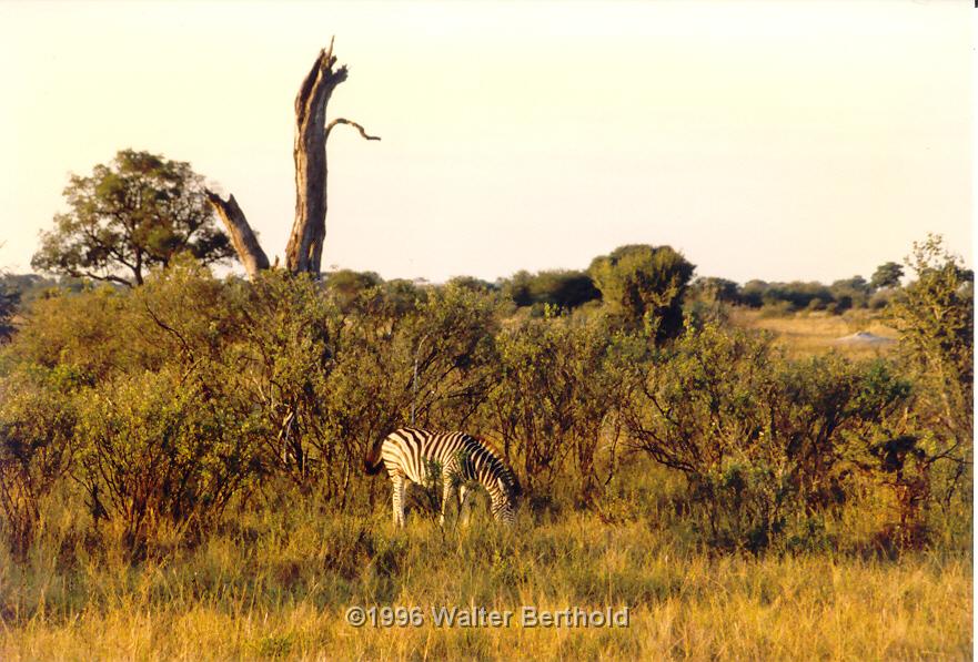 Afrika 1996 073