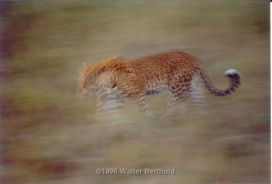 Afrika 1996 074