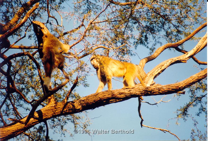 Afrika 1996 081