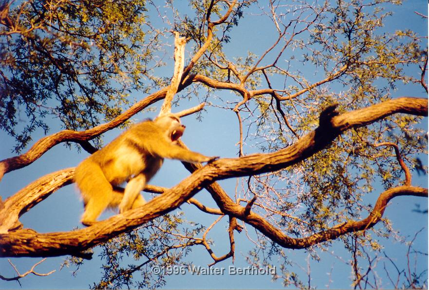 Afrika 1996 082