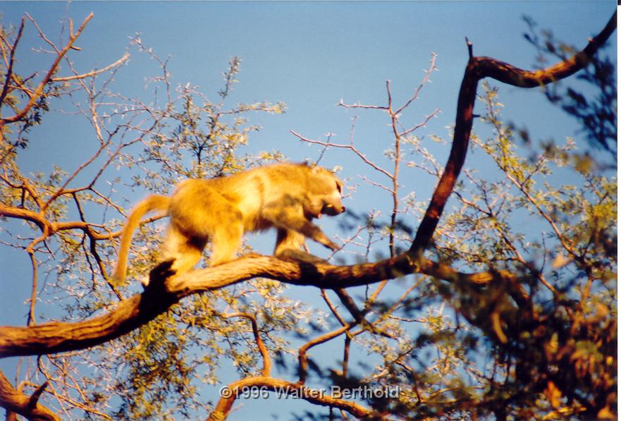 Afrika 1996 083