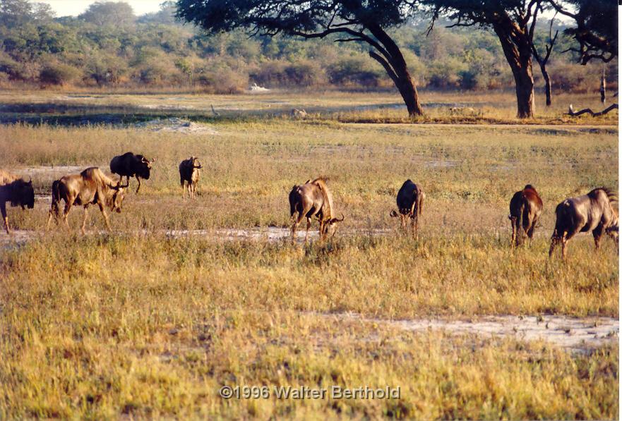 Afrika 1996 084