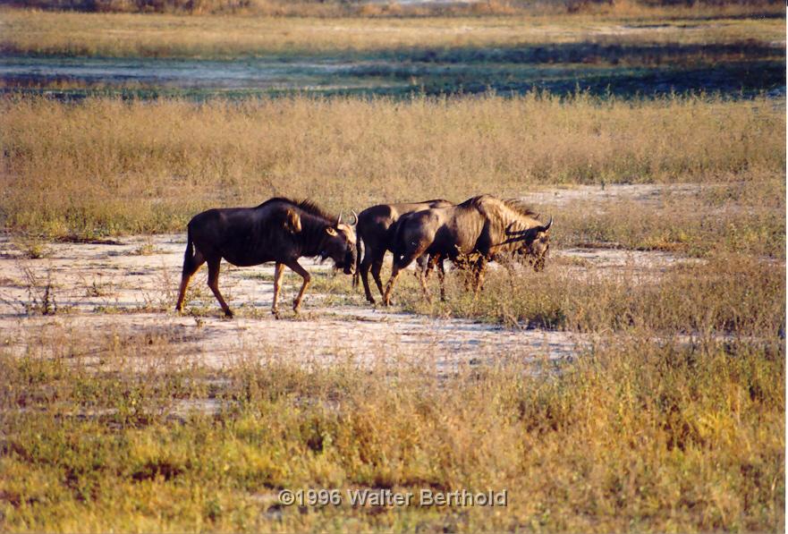 Afrika 1996 085