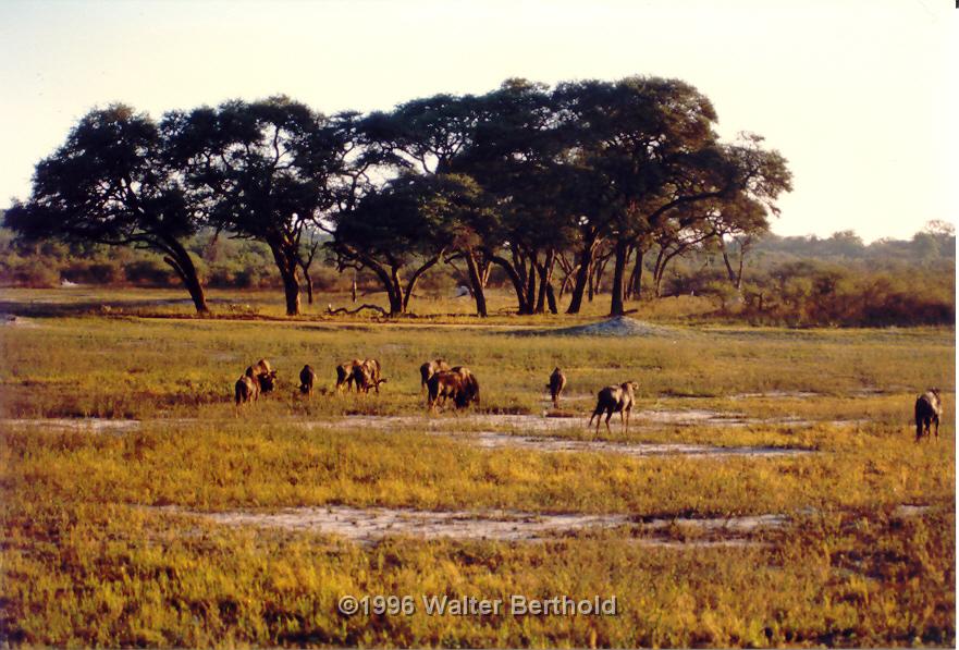 Afrika 1996 086