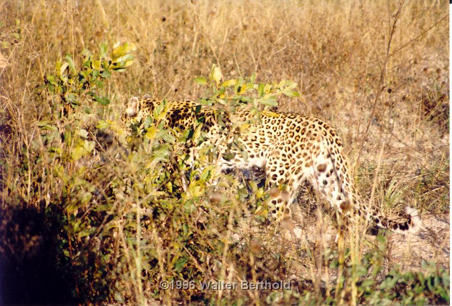 Afrika 1996 089