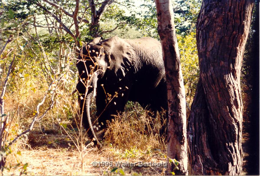 Afrika 1996 095