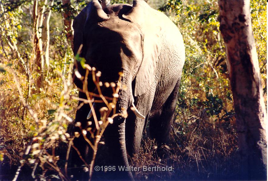 Afrika 1996 096