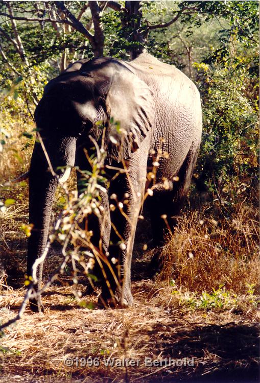 Afrika 1996 097