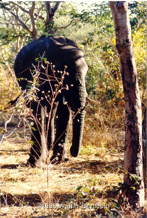 Afrika 1996 098