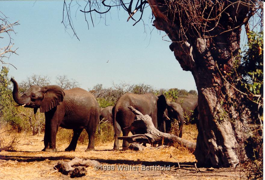 Afrika 1996 100