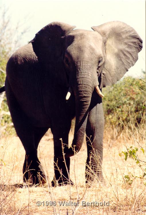 Afrika 1996 101