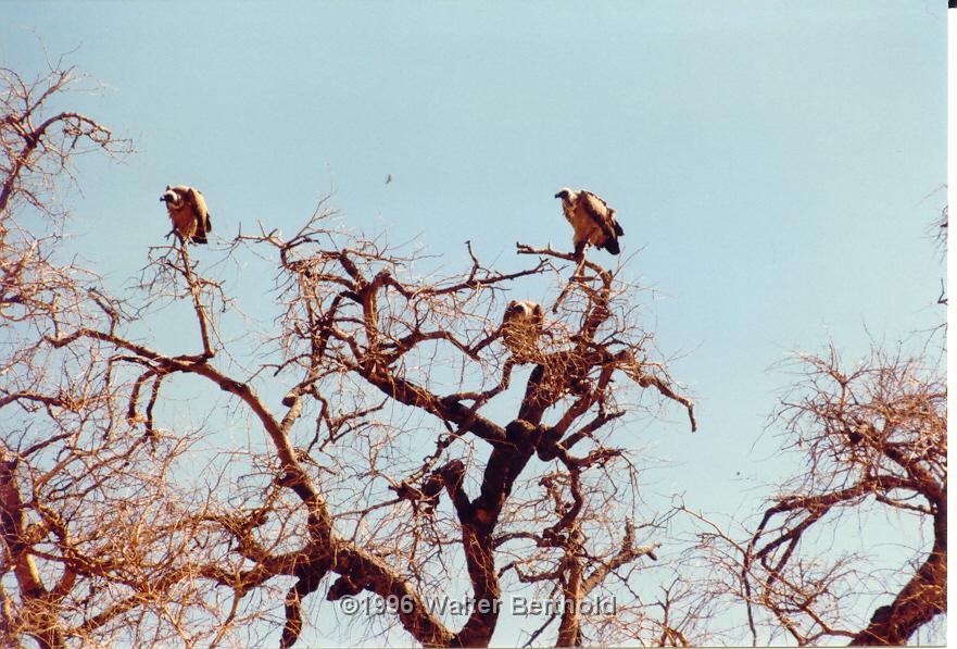 Afrika 1996 102