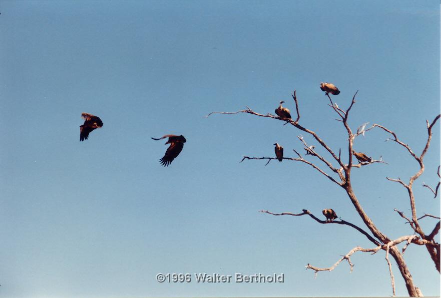 Afrika 1996 103