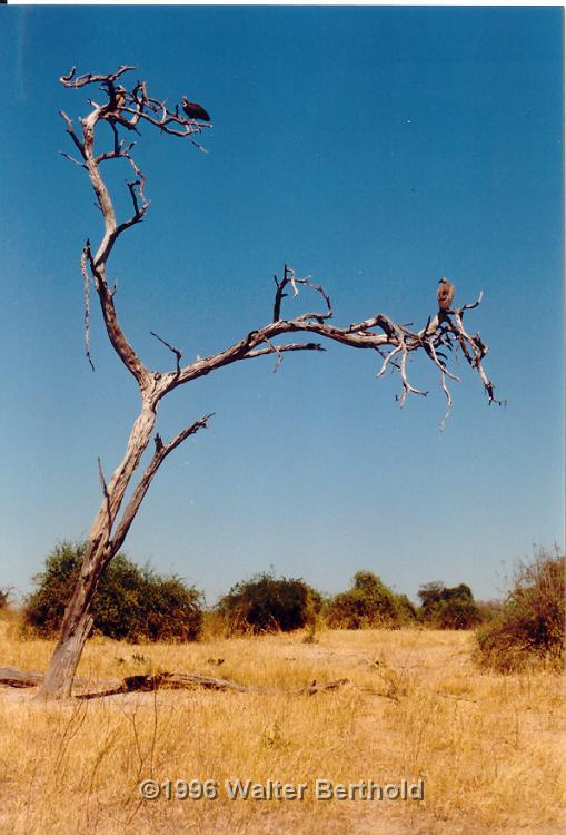 Afrika 1996 104