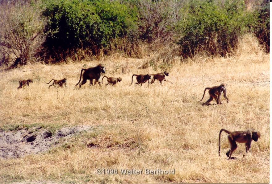 Afrika 1996 106