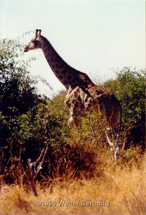Afrika 1996 107
