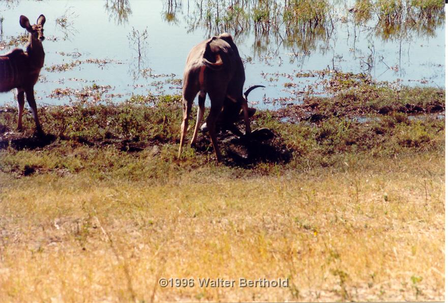 Afrika 1996 108