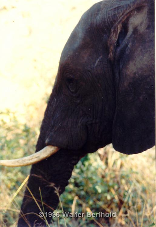 Afrika 1996 131