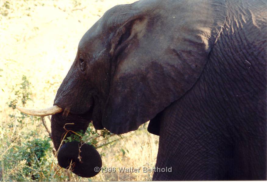 Afrika 1996 133
