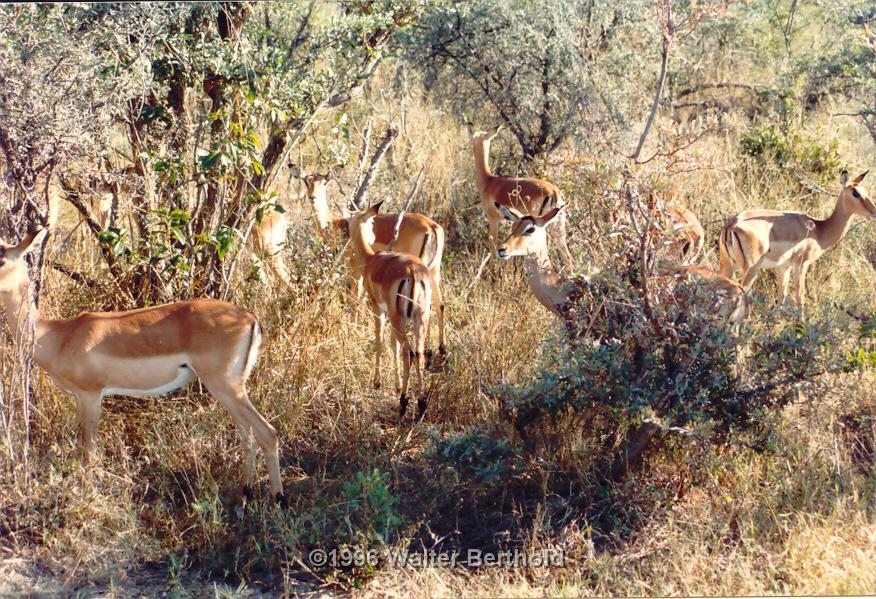 Afrika 1996 136