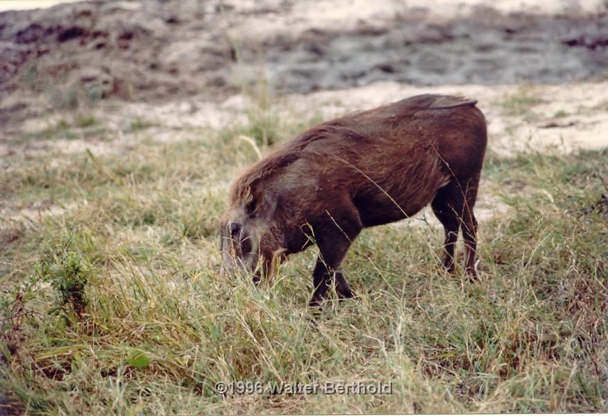 Afrika 1996 139