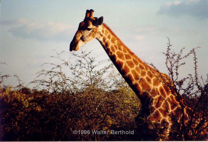 Afrika 1996 140