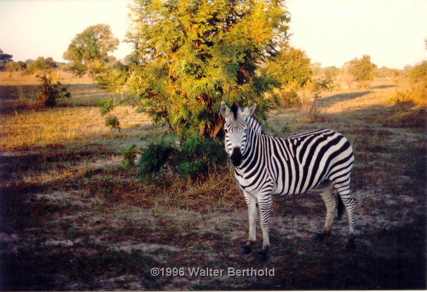 Afrika 1996 147