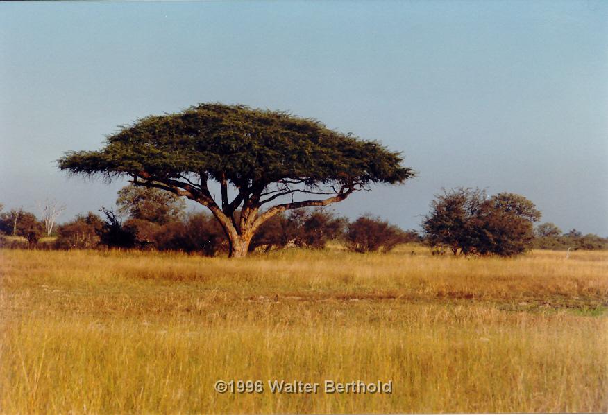 Afrika 1996 149