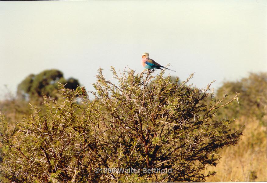 Afrika 1996 151
