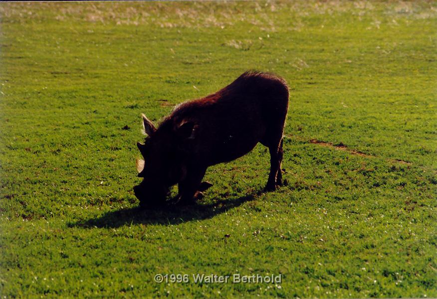 Afrika 1996 153