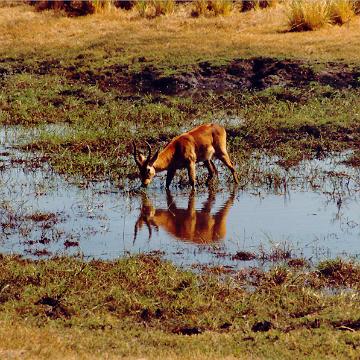 Afrika 1996